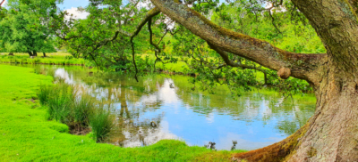 A tree overhanging a river surrounded by green grass