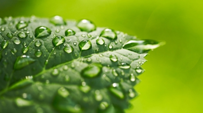A green leaf with water droplets collecting on it, with a green background