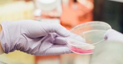 a gloved hand holding a petri dish containing pink material