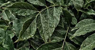 green leaves spotted with water