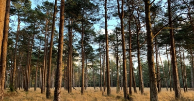 A wood of thin, tall trees with dark green canopies