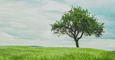 a single tree in a green field