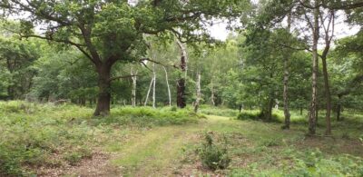 Sherwood – Woodland Trust