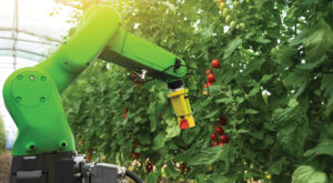 Robot is working in greenhouse with tomatoes. Midlands agri-tech and smart farming 4.0